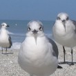 gulf-of-mexico-beach-photos-9
