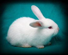 Year of the RABBIT (Metal) – 2011: Celebrate a time of peace and