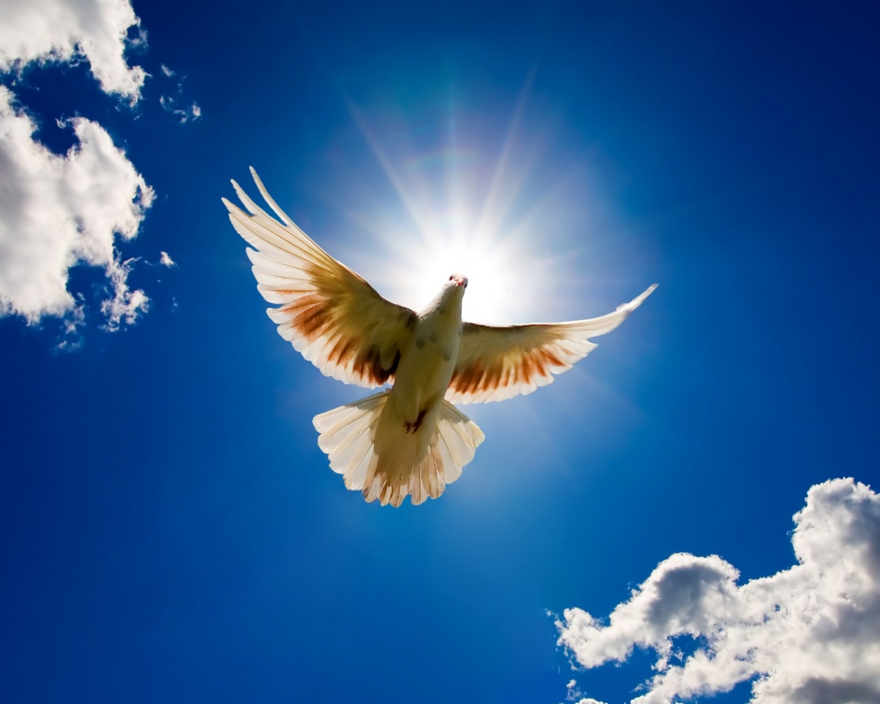 dove-bird-for-world-peace-1280x1024.jpg