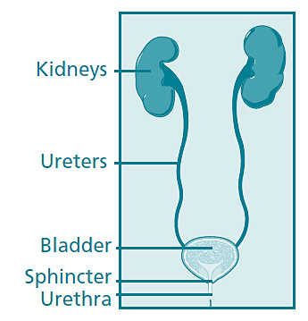 Urinary Incontinence (UI) – ‘Has Your Bladder Bottomed Out?’