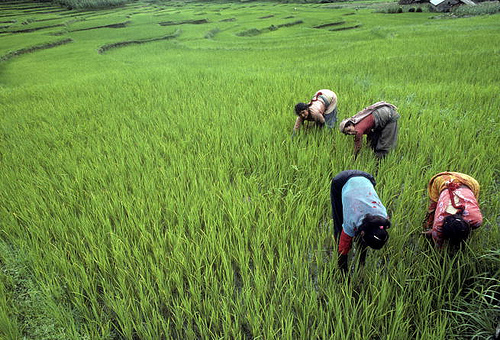 women farming rice in green field