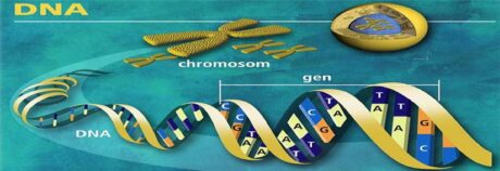 DNA day poster showing chromosomes