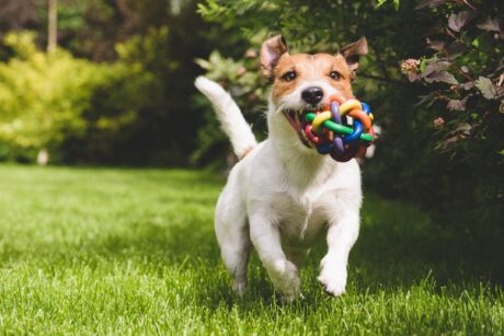 happy dog running in grass with colorful chew toy in mouth