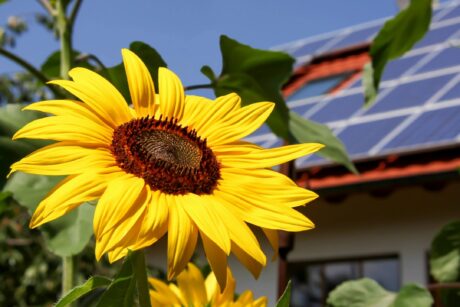 sunflower in front of solar roofed house