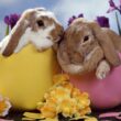 two easter bunnies sitting in one yellow and one pink easter egg