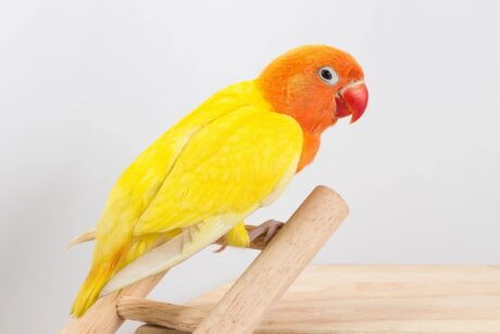 yellow bird with orange head and red beak sitting on wooden stoop