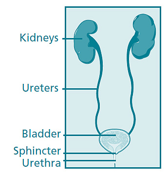 medical diagram of kidneys and bladder