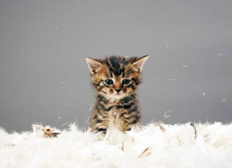 tabby kitten sitting on top of a pile of white feathers looking adorable
